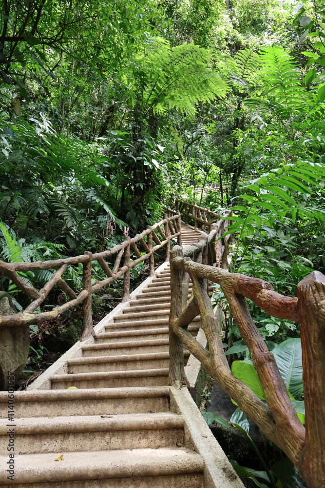 Escalera dentro de una selva en costa rica Escalera dentro de una selva en costa rica