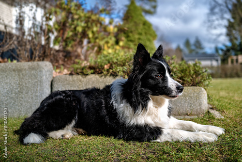 Border Collie