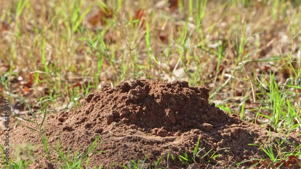 Amazing video of a Plains Pocket Gopher poking its head out of a dirt mound and cleaning out dirt Amazing video of a Plains Pocket Gopher poking its head out of a dirt mound and cleaning out dirt