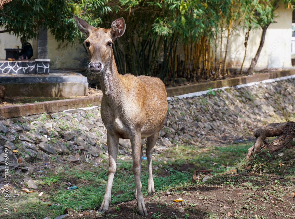 A deer stands in a grassy area A deer stands in a grassy area