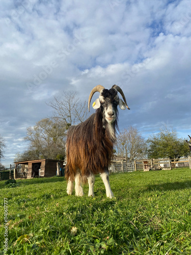 A front view of a Pyrenean goat in a meadow