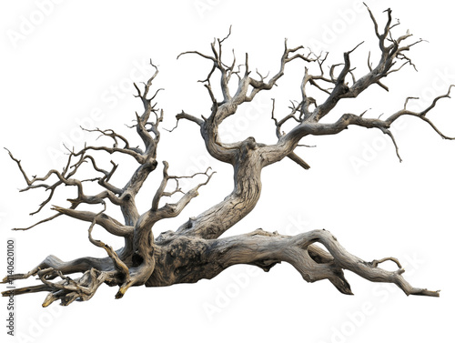 a old, dead tree with no leaves isolated on a transparent background