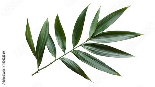 Bamboo Leaves on Transparent Background, Isolated