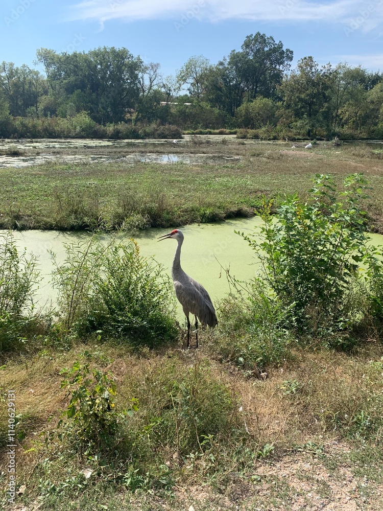 Fototapeta premium A serene nature scene featuring a great blue heron standing near a pond covered with green algae.
