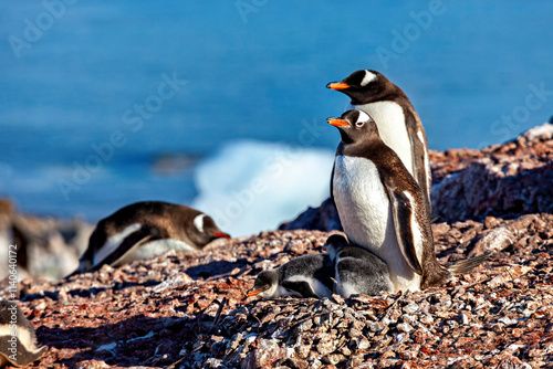 Gentoo Penguins in the Antarctic Area	 photo