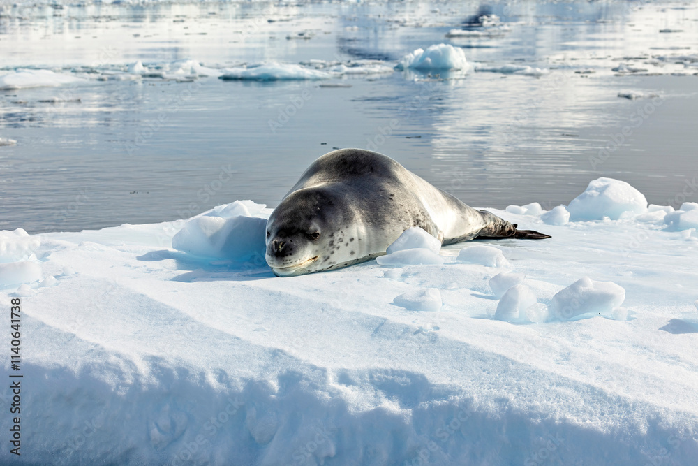 Obraz premium A Leopard Seal on Antarctic Ice