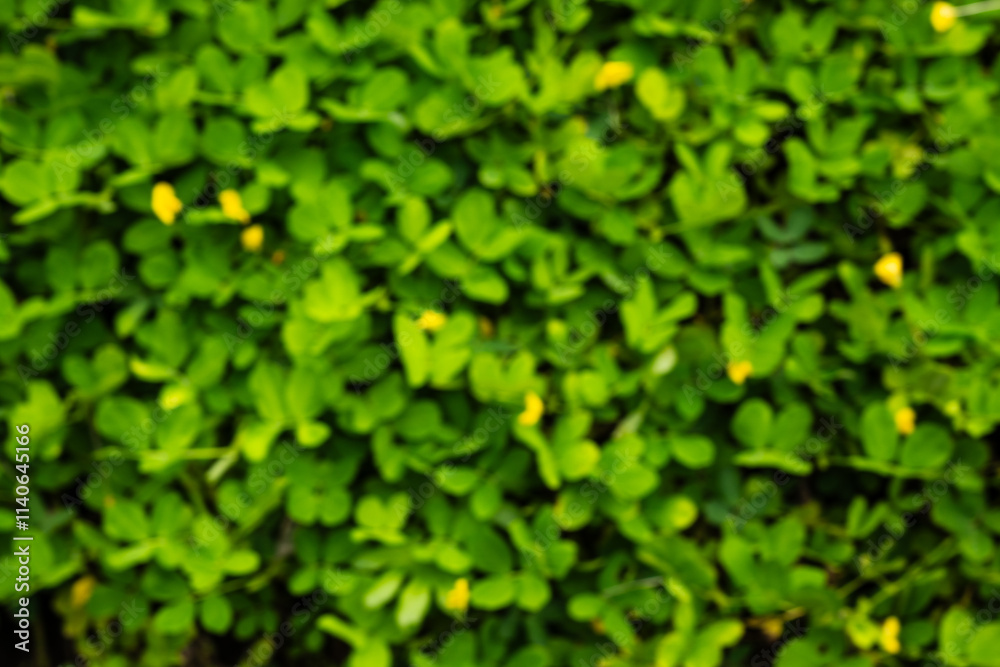 Obraz premium Bright Green Clover Leaves With Yellow Blossoms