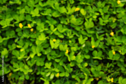 Bright Green Clover Leaves With Yellow Blossoms