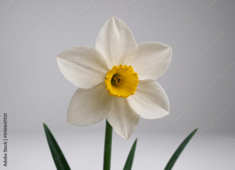 daffodil on a white daffodil on a white