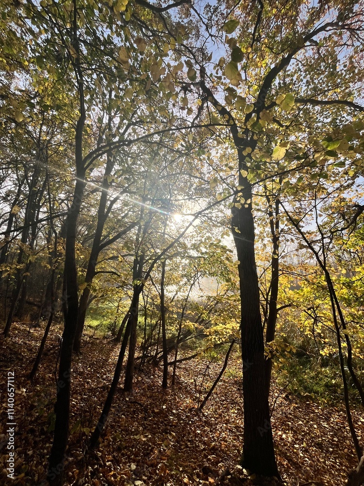autumn in the forest autumn in the forest