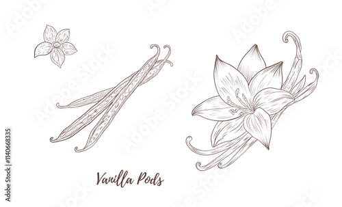 Vector vanilla plant with flowers and pods line art illustration, graphic line coffee plant combination. Vanilla branch. Vanilla pods. Great for any designs, textile, art, walls, package photo