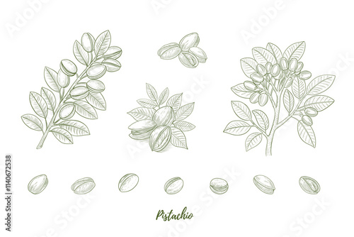 Vector pistachio plant with nuts and flowers line art illustration, graphic line combination. Pistachio nuts. Pistachio branch. Great for any designs, textile, art, walls, package