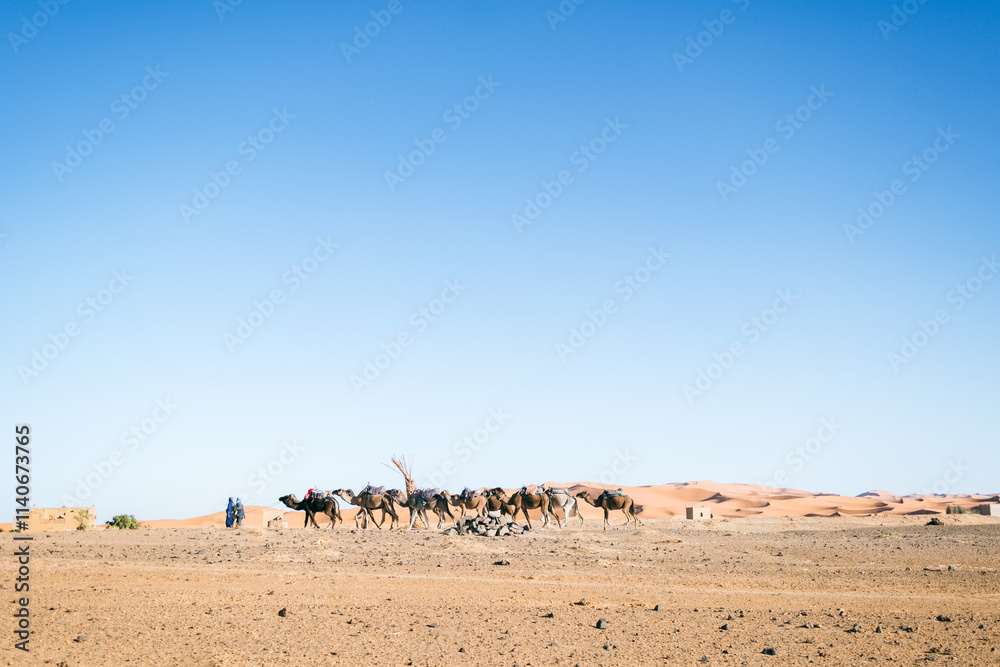 Side view of a caravan of camels with their owners crossing the desert in the Merzouga, in Morocco under the sun. The terrain is arid and dry and the motorcycle raises a cloud of dust Side view of a caravan of camels with their owners crossing the desert in the Merzouga, in Morocco under the sun. The terrain is arid and dry and the motorcycle raises a cloud of dust
