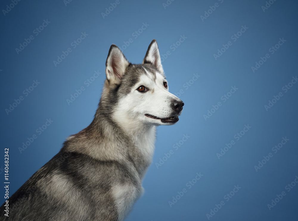 Fototapeta premium A close-up of a Siberian Husky against a blue background, with its thick fur and pointed ears in sharp focus. The dog's steady gaze and calm posture capture its attentive personality.