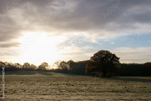 old oak tree on a cold frosty day in The River Hamble Country Park Hampshire England photo