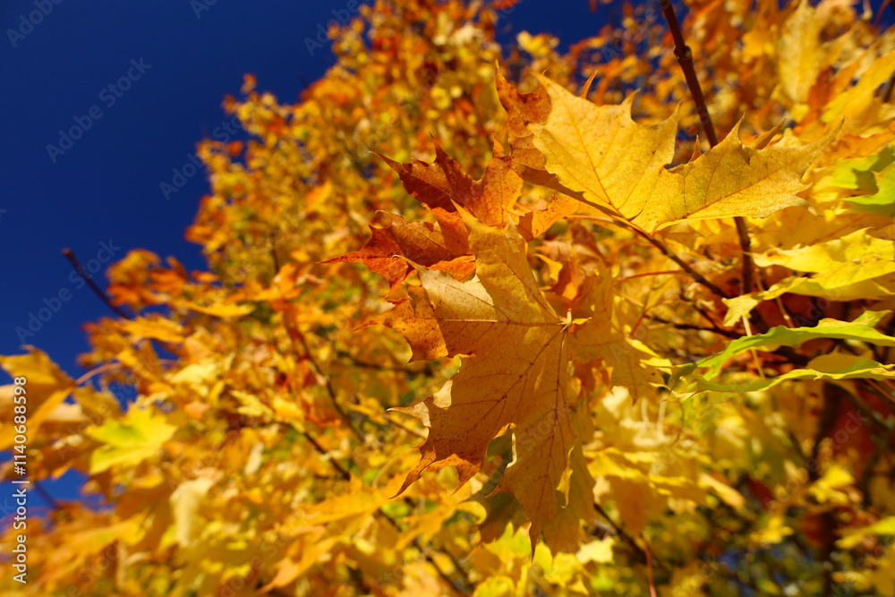 Beautiful yellow Norway maple tree leaves in autumn Beautiful yellow Norway maple tree leaves in autumn
