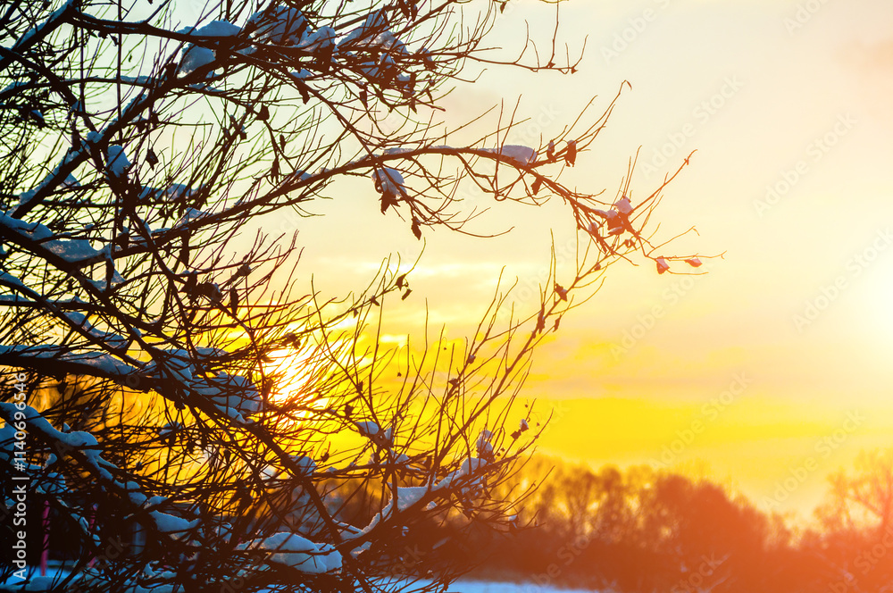 Obraz premium Winter forest trees landscape, winter snowy trees on the foreground and sunset light breaking through the snowy tree branches