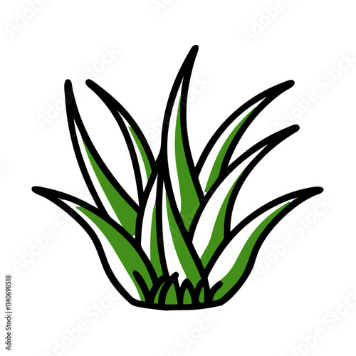 Green succulent with pointed leaves.