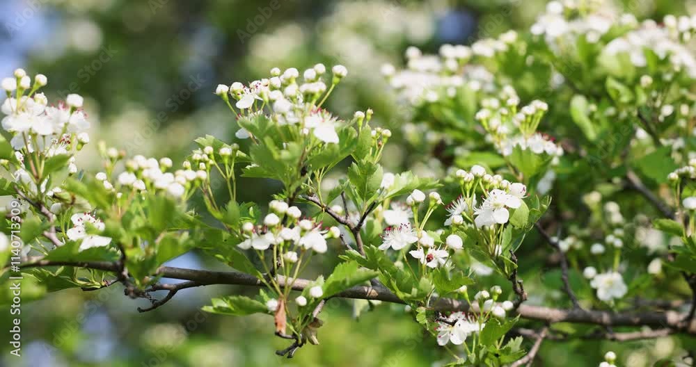 Midland hawthorn tree branch blooming in spring Midland hawthorn tree branch blooming in spring