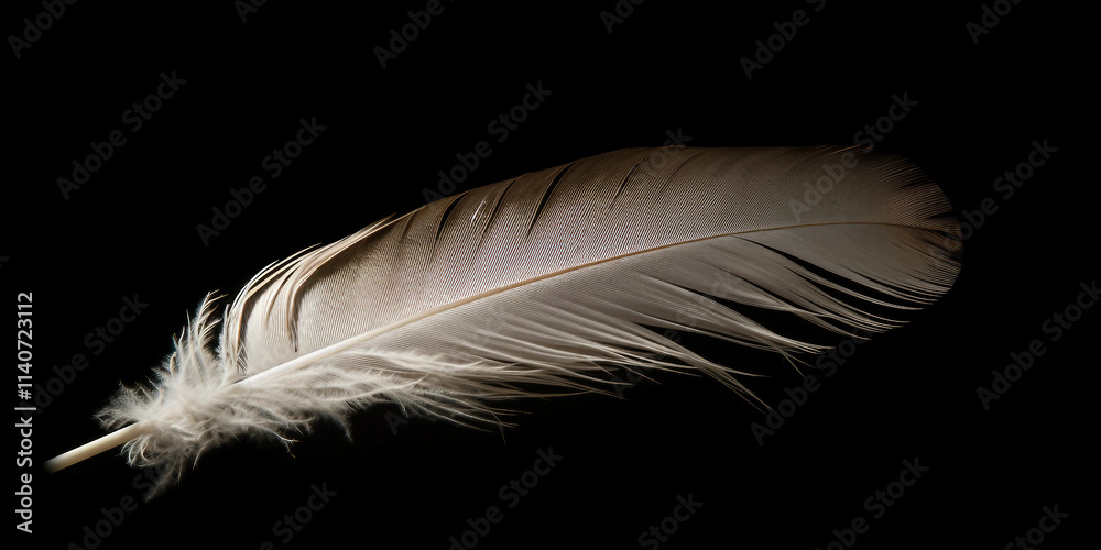 Obraz premium Feather in Darkness