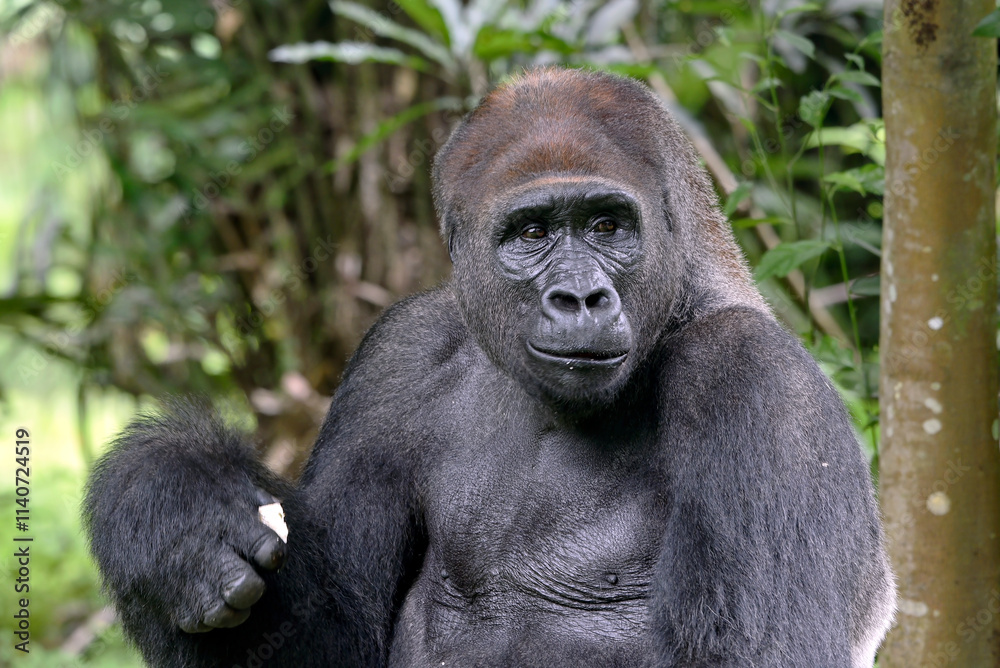 Lowland silverback gorilla close up face Lowland silverback gorilla close up face