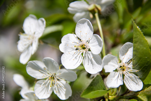 A flowering branch in the spring with white flowers and green leaves. A beautiful cherry blossom branch against background.