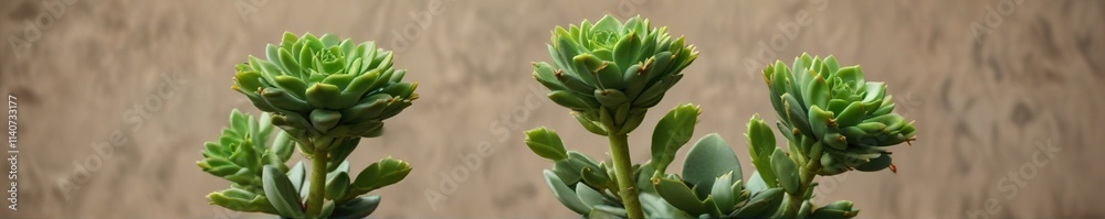 Small, plump, green buds on a succulent plant stem, greenery, succulent Small, plump, green buds on a succulent plant stem, greenery, succulent
