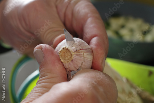 Hands of a cook who is cutting a solo garlic bulb open
