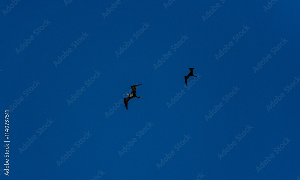 Fototapeta premium pássaros voando no céu azul