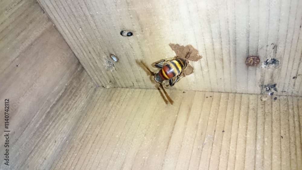 1395)blacktailed hornet has started nesting in a birdhouse that was left in the garden.(Photo taken at 18:36 on may 25, 2017) 1395)blacktailed hornet has started nesting in a birdhouse that was left in the garden.(Photo taken at 18:36 on may 25, 2017)
