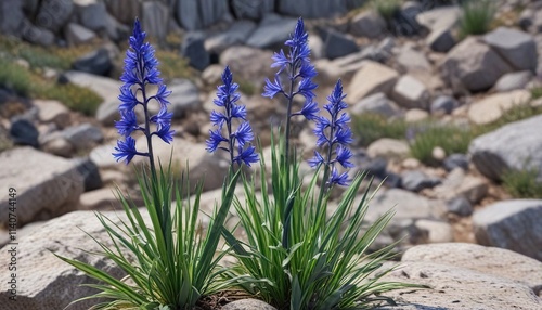 Blue Great Camas Camassia leichtlinii flower spikes on a rocky slope, purple-blue flowers, camassia leichtlinii photo