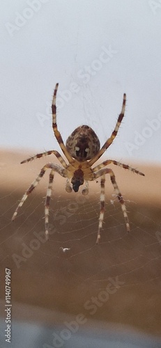 spider on a web