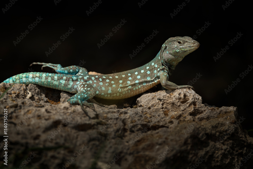 Fototapeta premium Aruban whiptail lizard