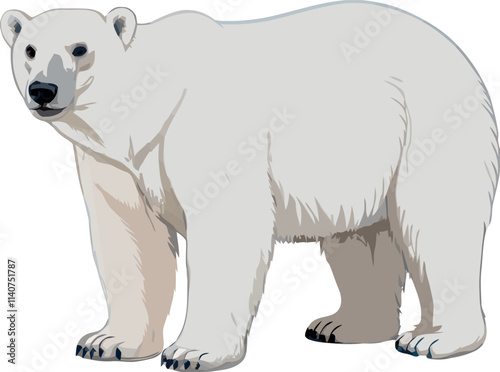 Polar bear standing and looking forward on white background