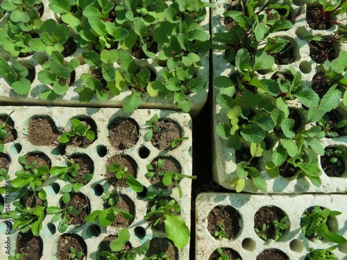 garden seedlings in the germination trays in the garden photo