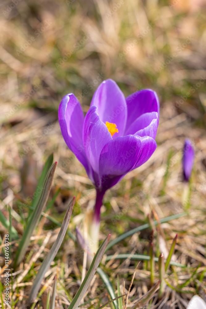 Purple crocus flower on the ground close-up Purple crocus flower on the ground close-up
