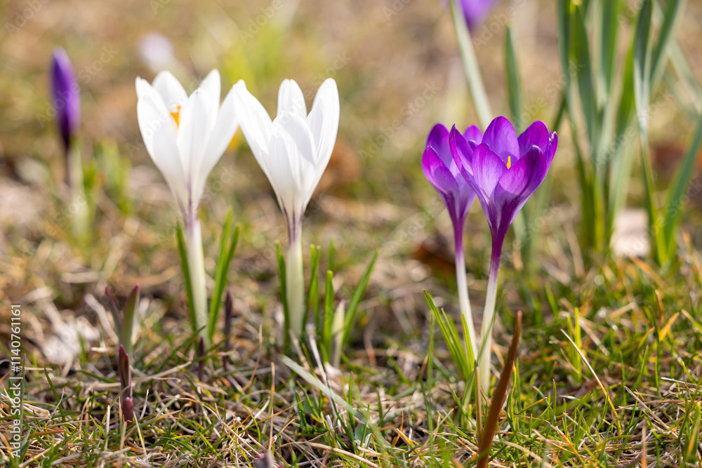 White and purple crocuses in the grass White and purple crocuses in the grass