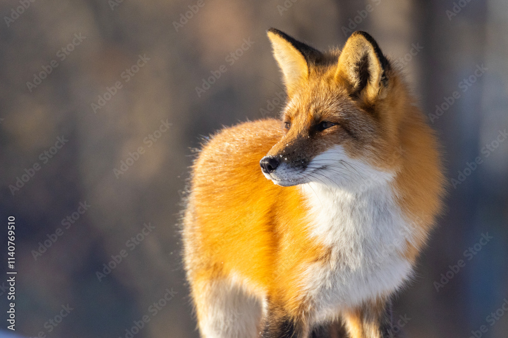 Red fox in Canadian winter hunting Red fox in Canadian winter hunting