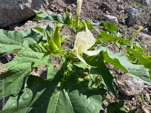 Datura stramonium. Hallucinogen plant also called Jimsonweed. Datura innoxia, Angel Trumpet, Devil's Trumpet, moonflower, Indian or thorn apple, Nacazcul, Toloatzin, Toloache, Sacred datura. Close-up. photo