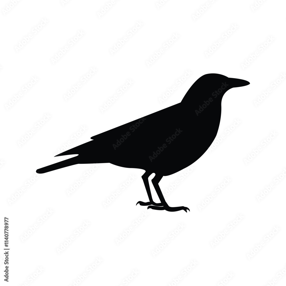 Fototapeta premium silhouette of a crow