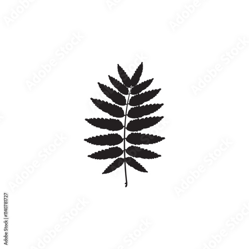fern leaf isolated on white