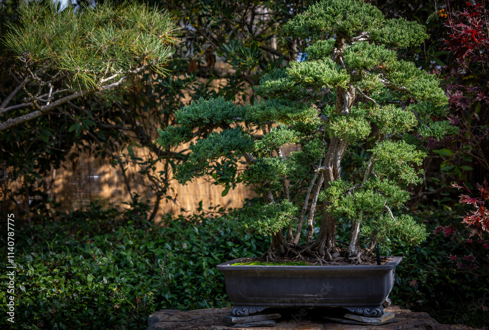 Japanese Zen Garden - Bonsai Beauty