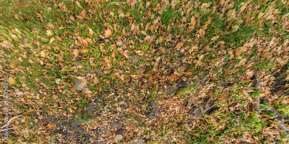 panoramic top view of grass texture with yellow and red autumn maple leaves panoramic top view of grass texture with yellow and red autumn maple leaves