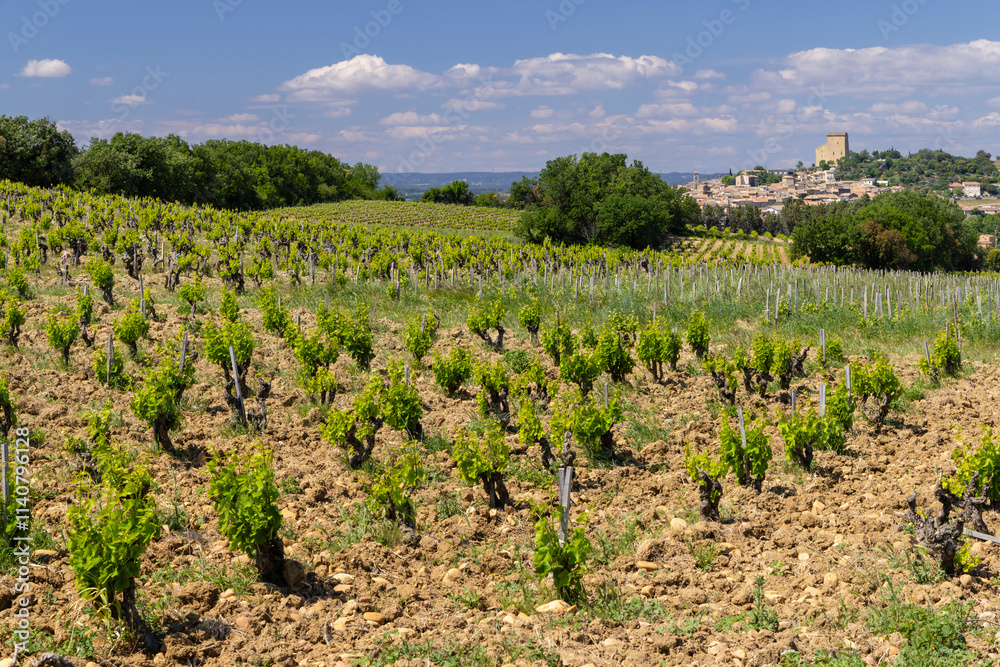 Typical vineyard with stones near Chateauneuf-du-Pape, Cotes du Rhone, France Typical vineyard with stones near Chateauneuf-du-Pape, Cotes du Rhone, France