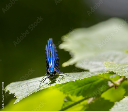 Common damselfly (Calopteryx virgo), National Park Slovak Paradise, Slovakia photo