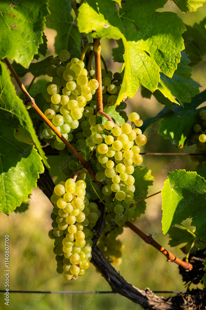 Vineyard with Hibernal near Cejkovice, Southern Moravia, Czech Republic Vineyard with Hibernal near Cejkovice, Southern Moravia, Czech Republic