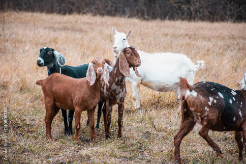 A group of goats are grazing in a field photo