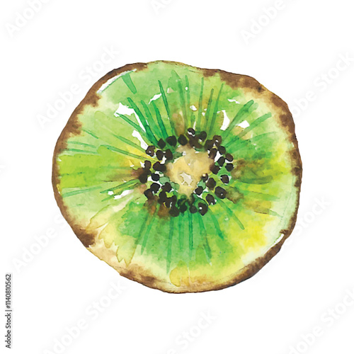 kiwi fruit isolated on white. Vector watercolor illustration