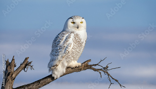 snowy owl perched on a branch against a light blue sky
