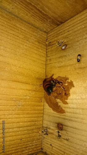 1408)blacktailed hornet has started nesting in a birdhouse that was left in the garden.(Photo taken at 19:08 on may 31, 2017)